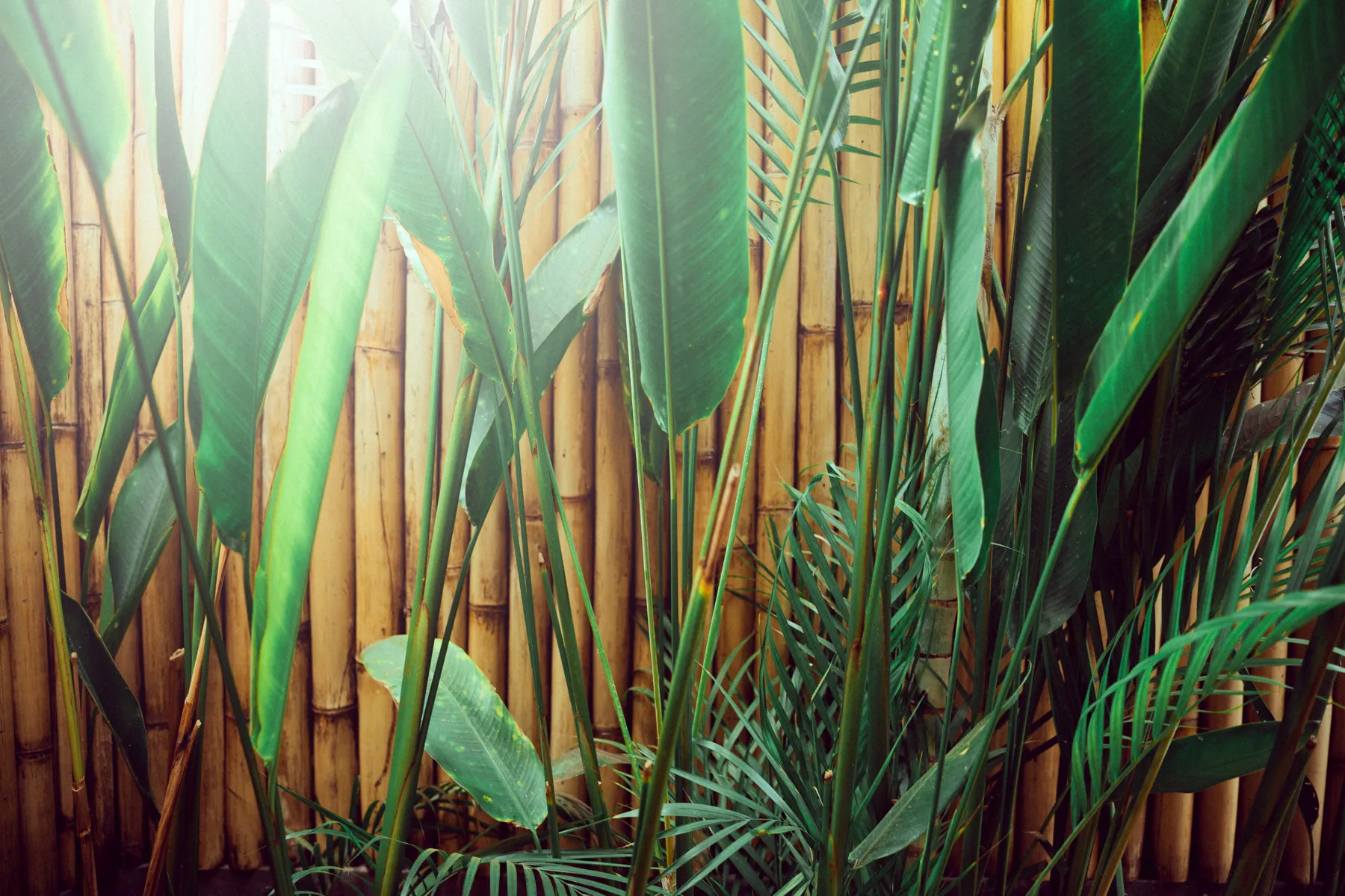 Golden light on a bamboo wall through tropical leaves at Anahata, Gili Air