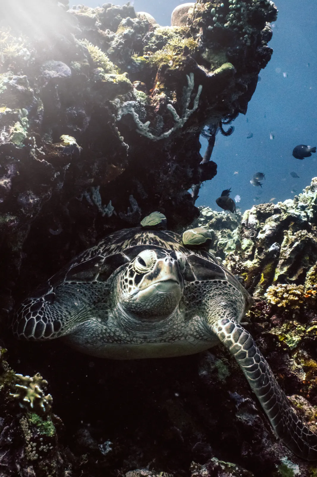 Diving the reef off Gili Air 5