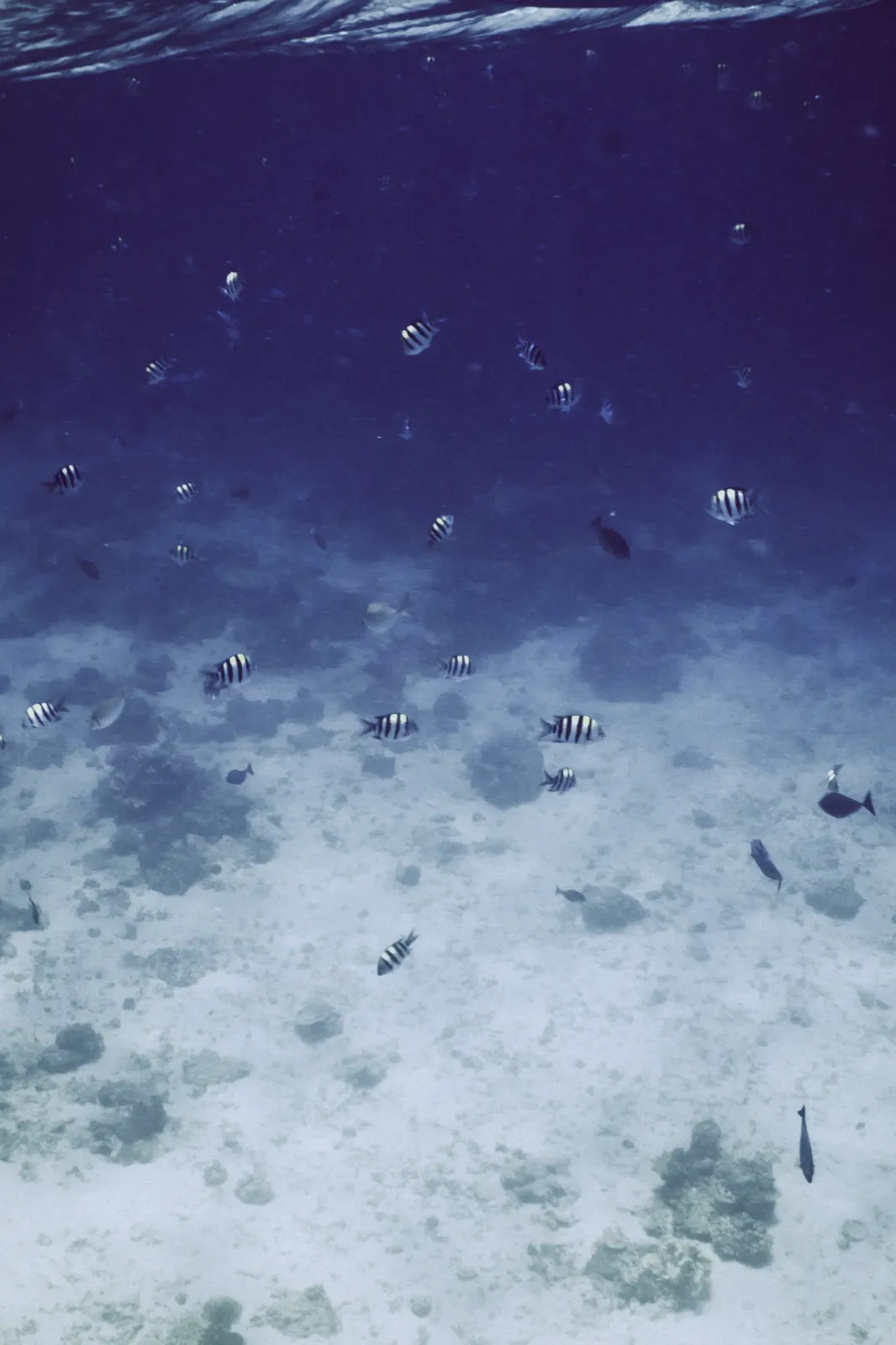 Diving the reef off Gili Air 10