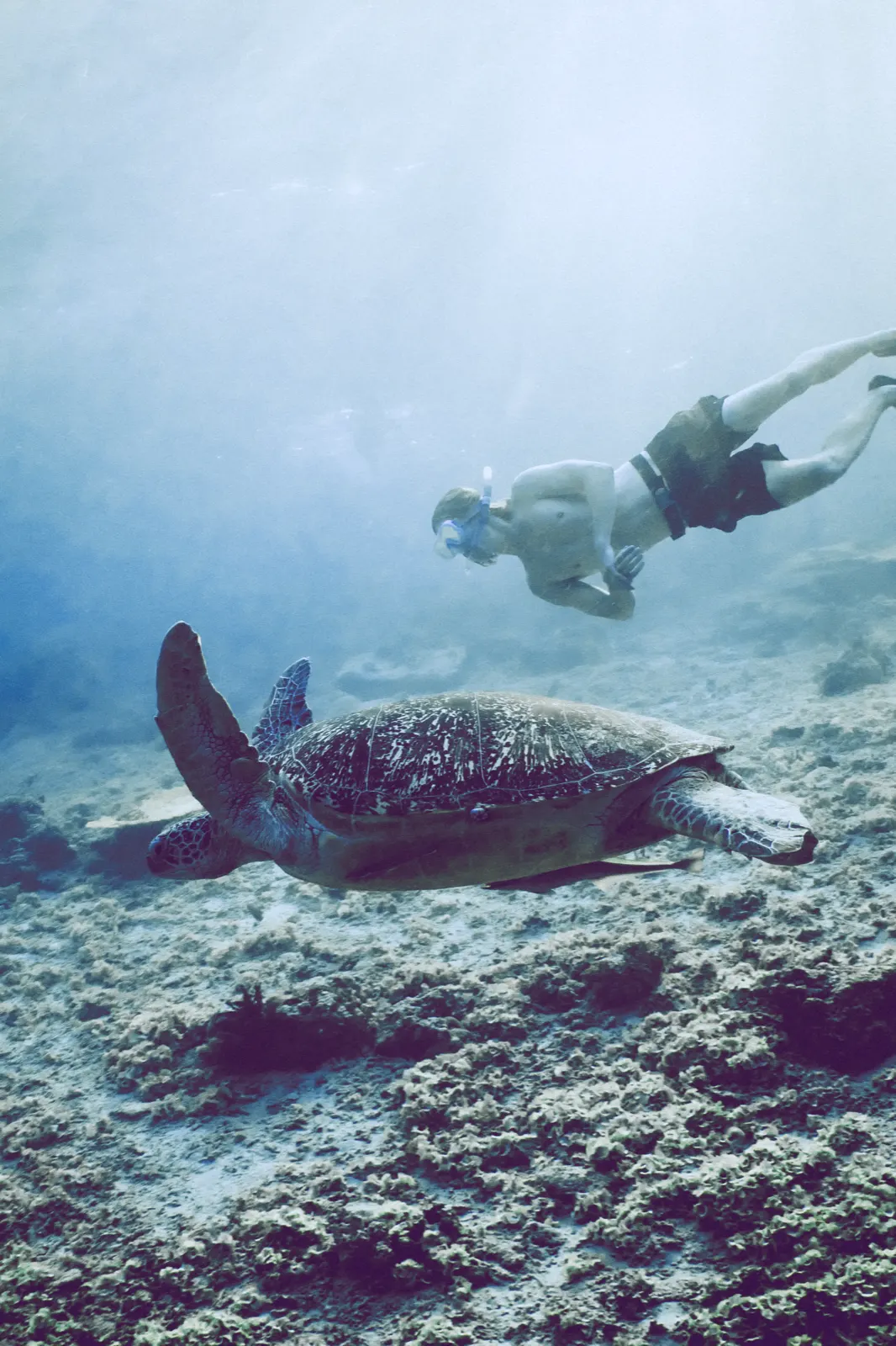 Snorkelling over the reef off Gili Air 1