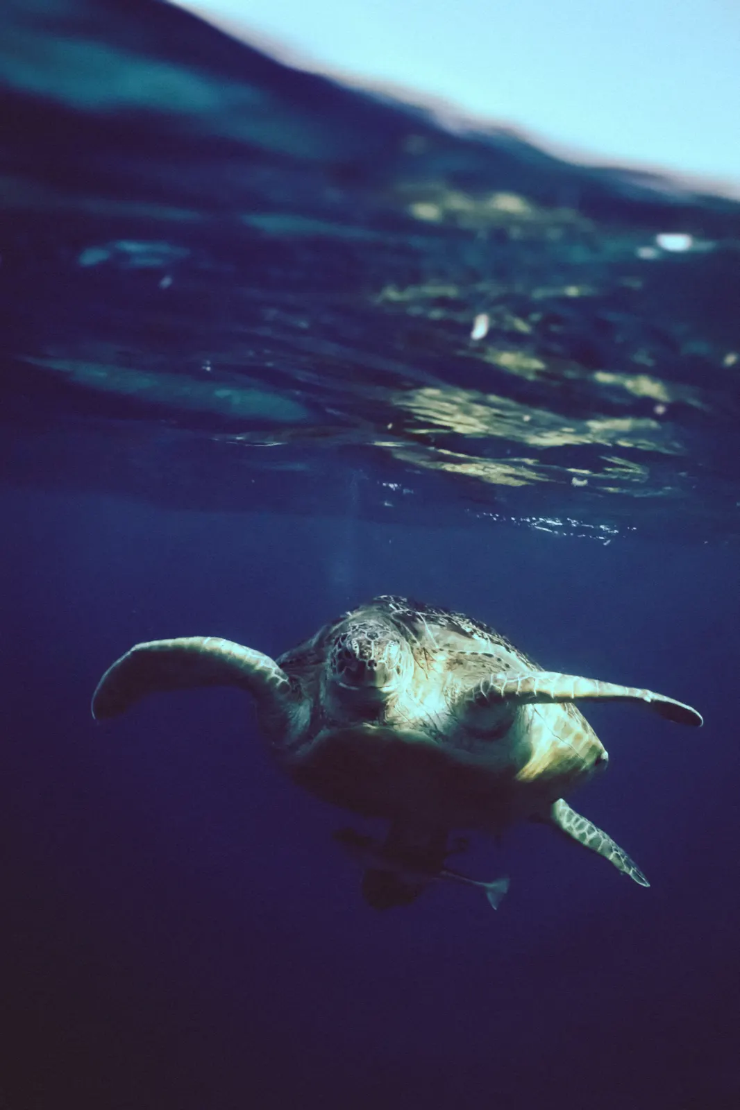Snorkelling over the reef off Gili Air 2