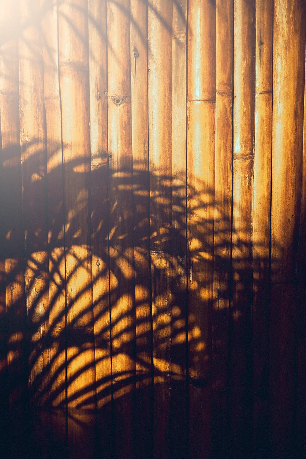 Golden afternoon light through the garden at Anahata