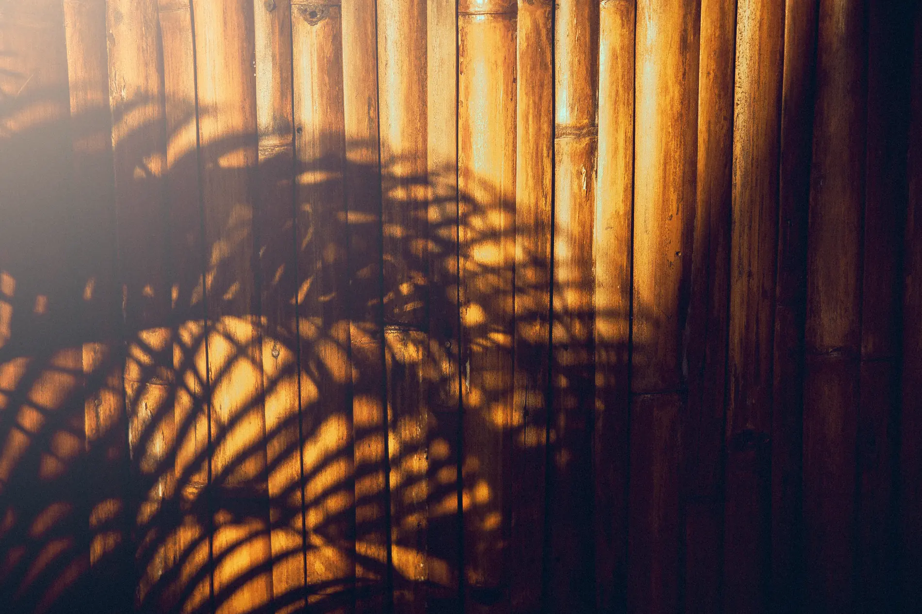Golden afternoon light throws palm-frond shadows across a woven bamboo wall